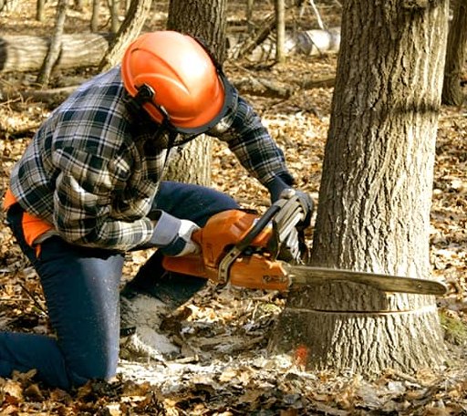Tree Removal in Story, WY